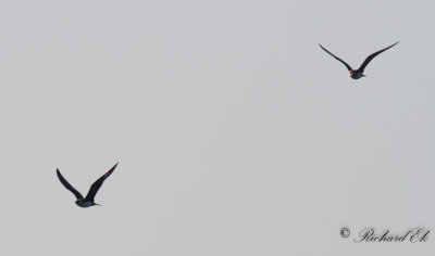 Kustlabb - Arctic Skua (Stercorarius parasiticus)