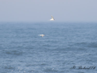 Fisktärna - Common Tern (Sterna hirundo)