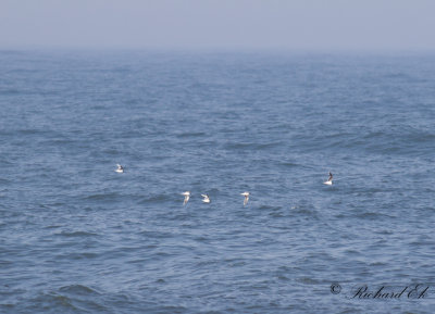 Dvärgmås - Little Gull (Larus minutus)