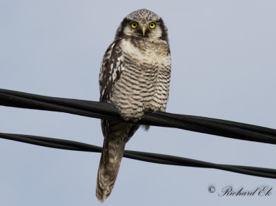 Hkuggla - Northern Hawk-owl (Surnia ulula)
