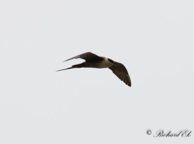 Fjllabb - Long-tailed Skua (Stercorarius longicaudus)