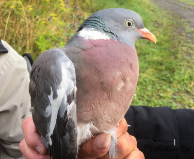 Ringduva - Common Wood Pigeon (Columba palumbus)