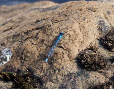 Sjflickslnda - Common Blue Damselfly (Enallagma cyathigerum)