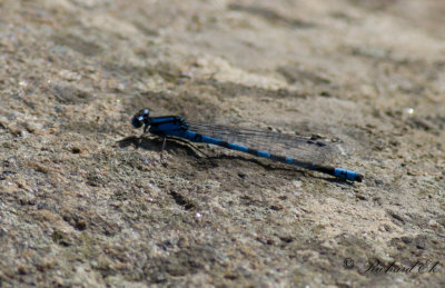 Sjflickslnda - Common Blue Damselfly (Enallagma cyathigerum)