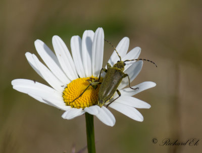 Grn blombock (Lepturobosca virens)