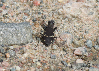 Skogssandjgare - Heath Tiger Beetle (Cicindela sylvatica)