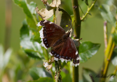 Sorgmantel - Mourning Cloak (Nymphalis antiopa)