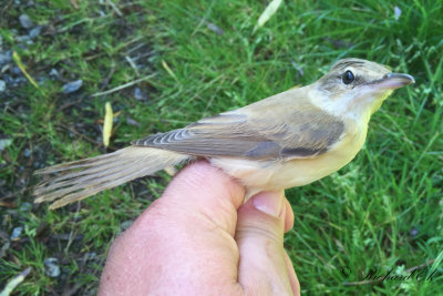 Trastsångare - Great Reed-Warbler (Acrocephalus arundinaceus)