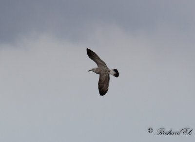 Kaspisk trut - Caspian gull (Larus cachinnans)