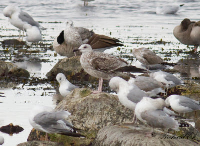 Kaspisk trut - Caspian gull (Larus cachinnans)