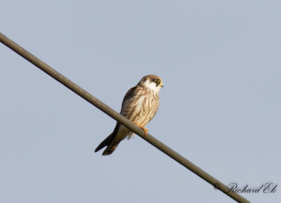 Aftonfalk - Red-footed Falcon (Falco vespertinus) 