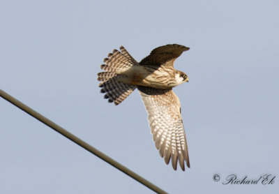 Aftonfalk - Red-footed Falcon (Falco vespertinus)