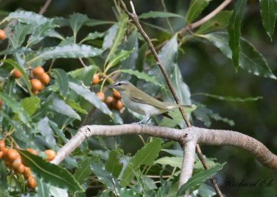 Rödögd Vireo - Red-eyed Vireo (Vireo olivaceus)