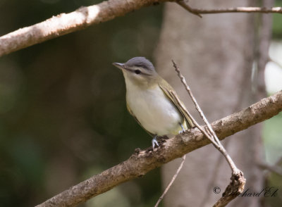 Rödögd Vireo - Red-eyed Vireo (Vireo olivaceus)