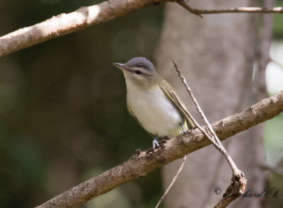 Rdgd Vireo - Red-eyed Vireo (Vireo olivaceus)