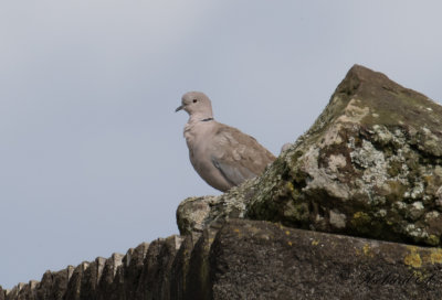 Turkduva - Collared Dove (Streptopelia decaocto)