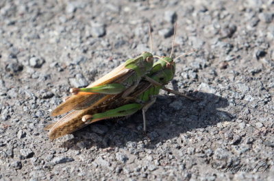 Europeisk vandringsgräshoppa - Migratory Locust (Locusta migratoria)