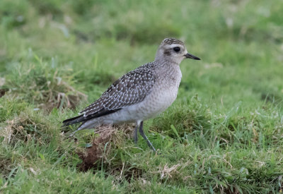 Amerikansk tundrapipare - American Golden Plover (Pluvialis dominica)