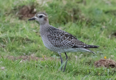 Amerikansk tundrapipare - American Golden Plover (Pluvialis dominica)