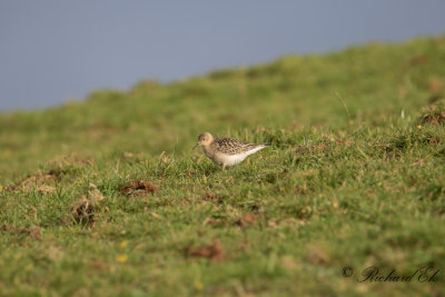 Prrielpare - Buff-breasted Sandpiper (Tryngites subruficollis)