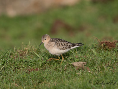 Prärielöpare - Buff-breasted Sandpiper (Tryngites subruficollis)