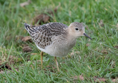 Prrielpare - Buff-breasted Sandpiper (Tryngites subruficollis)