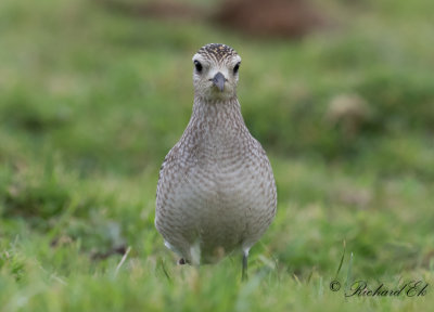 Amerikansk tundrapipare - American Golden Plover (Pluvialis dominica)