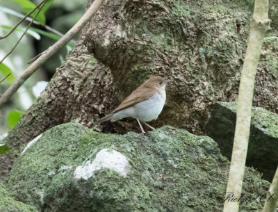 Rostskogstrast - Veery (Catharus fuscescens)