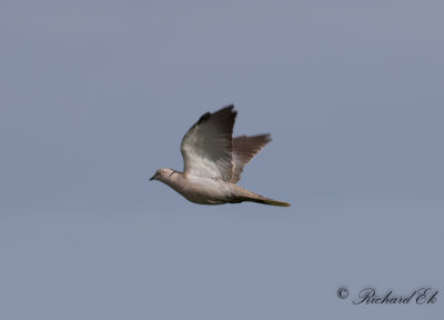 Turkduva - Collared Dove (Streptopelia decaocto)