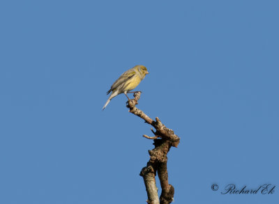 Kanariesiska - Atlantic Canary (Serinus canaria)