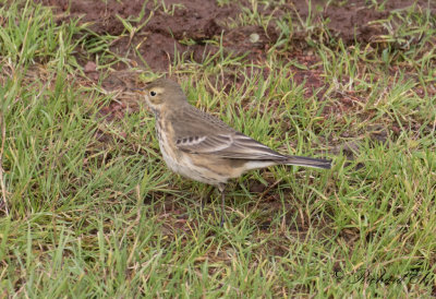 Amerikansk piplrka - Buff-bellied pipit (Anthus rubescens)