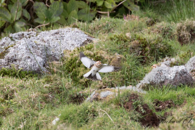 Snsparv - Snow Bunting (Plectrophenax nivalis)