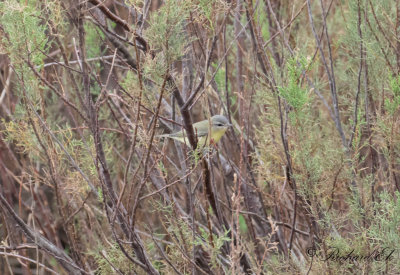 Kanadavireo - Philadelphia Vireo (Vireo philadelphicus)