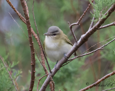 Rödögd Vireo - Red-eyed Vireo (Vireo olivaceus)
