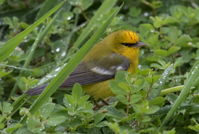 Blvingad skogssngare - Blue-winged Warbler (Vermivora pinus)