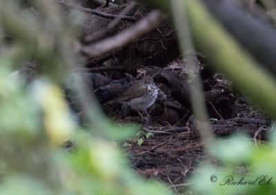 Grkindad skogstrast - Grey-cheeked Thrush (Catharus minimus)