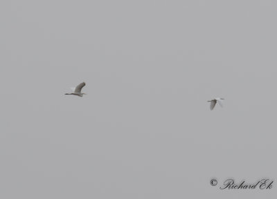 American Great Egret and Little Egret