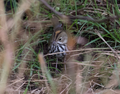 Rdkronad piplrksngare - Ovenbird (Seiurus aurocapilla)