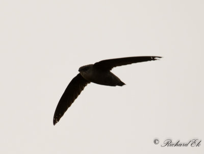 Skorstenseglare - Chimney Swift (Chaetura pelagica)