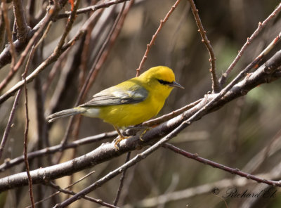 Blvingad skogssngare - Blue-winged Warbler (Vermivora pinus)