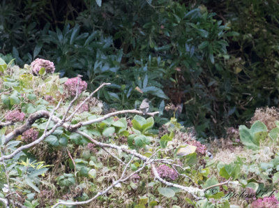 stlig Pivi - Eastern Wood Pewee (Contopus virens)