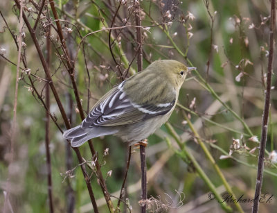 Vitkindad skogssångare - Blackpoll Warbler (Dendroica striata)