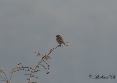 Svarthakad buskskvätta - Stonechat (Saxicola rubicola)
