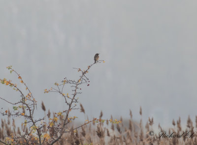 Svarthakad buskskvätta - Stonechat (Saxicola rubicola)