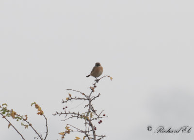 Svarthakad buskskvätta - Stonechat (Saxicola rubicola)