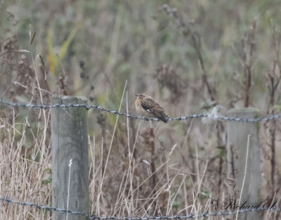 Buskskvätta - Whinchat (Saxicola rubetra)