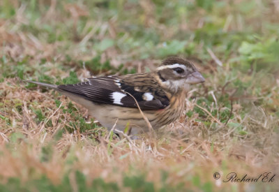 Brokig kardinal - Rose-breasted Grosbeak (Pheucticus ludovicianus)