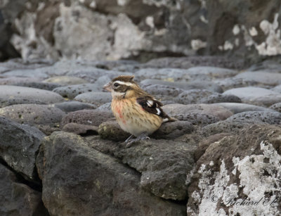 Brokig kardinal - Rose-breasted Grosbeak (Pheucticus ludovicianus)