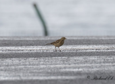 Amerikansk piplärka - Buff-bellied pipit (Anthus rubescens)