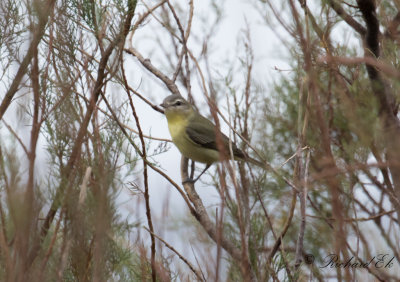 Kanadavireo - Philadelphia Vireo (Vireo philadelphicus)